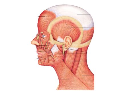 Human Phys Chapter 6 Head And Neck Muscle Diagram Diagram Quizlet