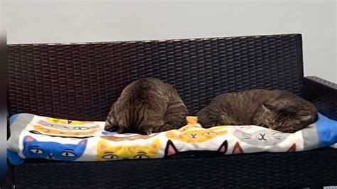 Second Chance Cat Rescue on WZZM 13 – Second Chance Cats of WM