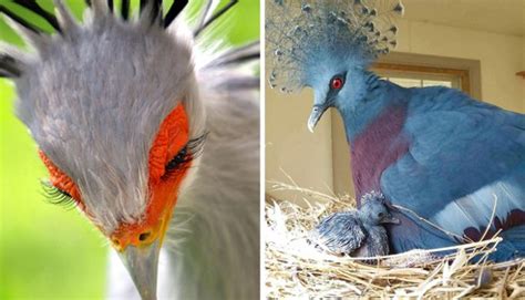 20 Of Most Beautiful And Unique Birds From Around The