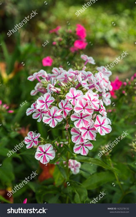 Phlox Paniculata Twister Garden Stock Photo 1625278132 Shutterstock