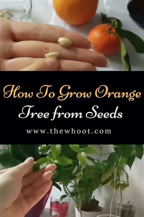 Grow Orange Tree From Seeds Easy Video Instructions Growing Citrus