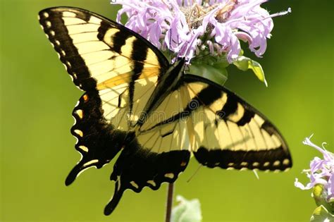 Tigre Del Este Swallowtail Glaucas De Papilio Imagen De Archivo