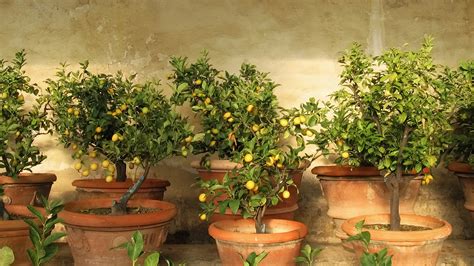 When To Prune Citrus Trees For The Best Blossoming Fruits