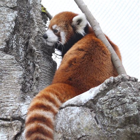Tulsa Zoo Red Panda