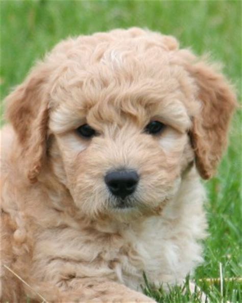 Welcome back to our channel! F1b Mini Goldendoodle Puppies