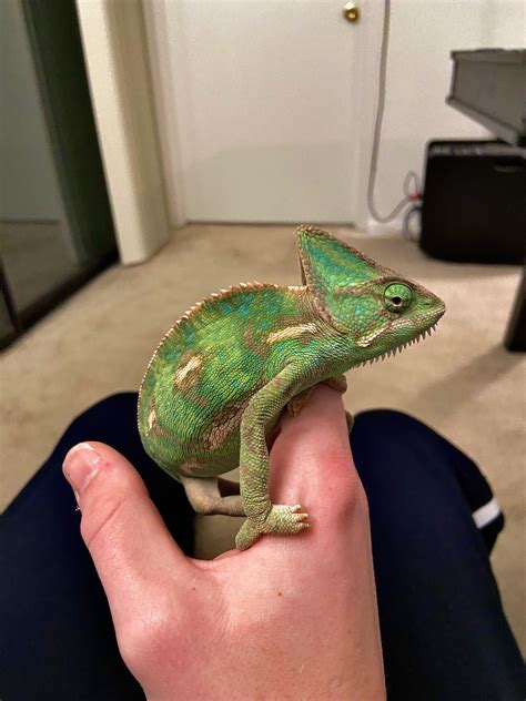 My Female Veiled Chameleon Has Developed Blue Spots And Streaks On Her Veil Is This Normal