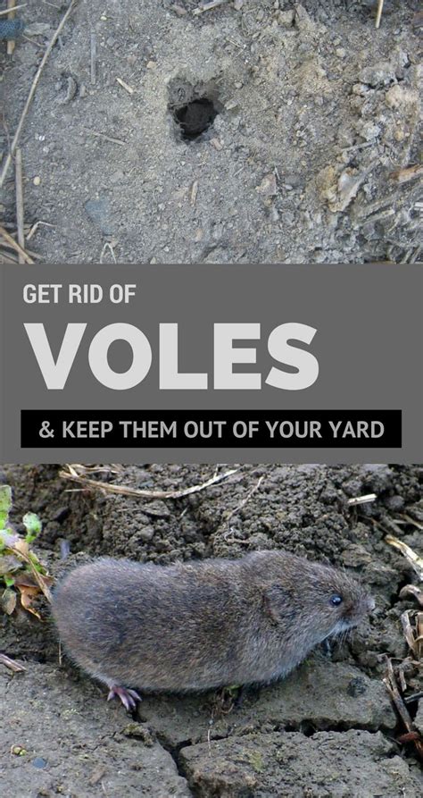 Get Rid Of Voles And Keep Them Out Of Your Yard Get Rid Of Voles Mole
