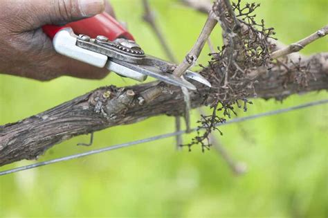 How To Train Grape Vines Minneopa Orchards