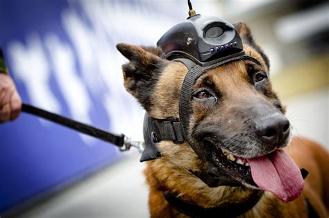 David james lewis was born and raised in vancouver bc. David Cameron Thinks A Few Sniffer Dogs Can Solve The ...