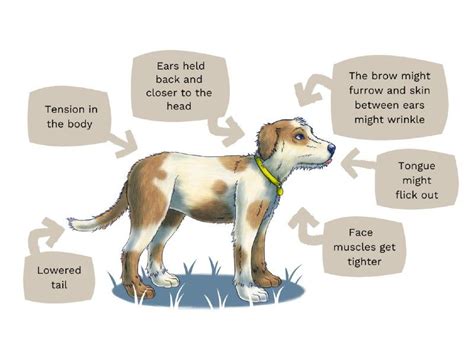 How To Tell If Your Dog Is Stressed
