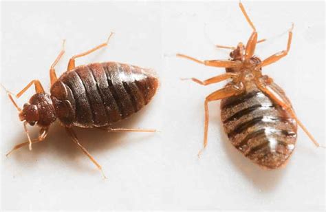 Interesting Facts About Bed Bugs That You Should Know Safeguard Pest