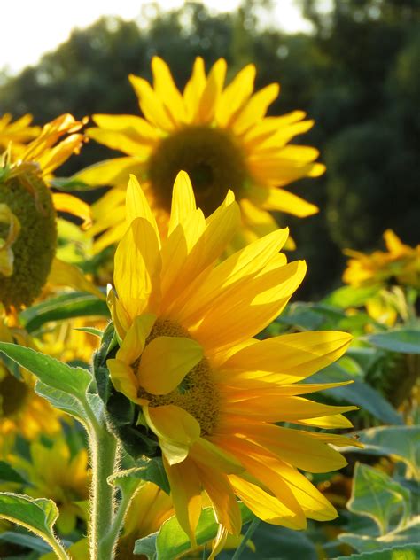 Free Images Petal Summer Botany Yellow Flora Wildflower Flowers