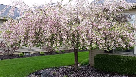 Weeping Crabapple Trees Characteristics Care And Varieties Rennie