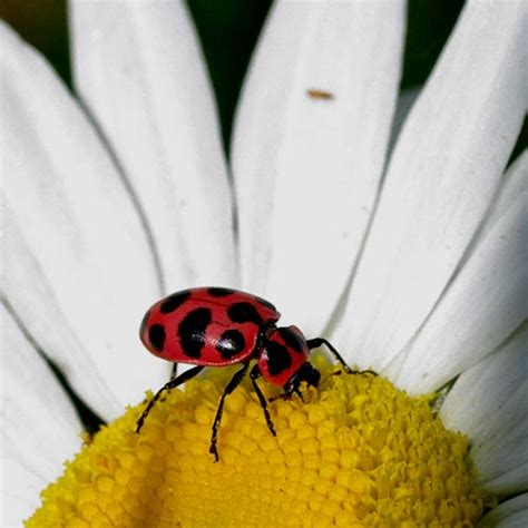 Real Pink Ladybugs