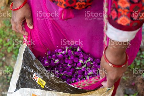 Tihar Festival And A Globe Amaranth Flowers Stock Photo Download