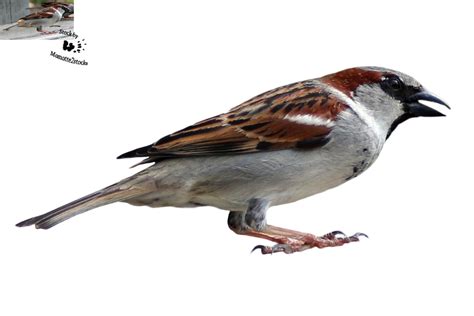 Collection Of Sparrow Png Pluspng