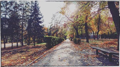 Free Images Tree Leaf Nature Autumn Path Woody Plant Branch