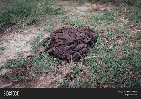 Cow Dung Dry Cow Dung Image And Photo Free Trial Bigstock