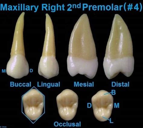 Dentaltown Dental Anatomy And Tooth Morphology Dental Anatomy