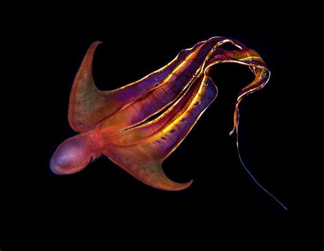 Female Blanket Octopus