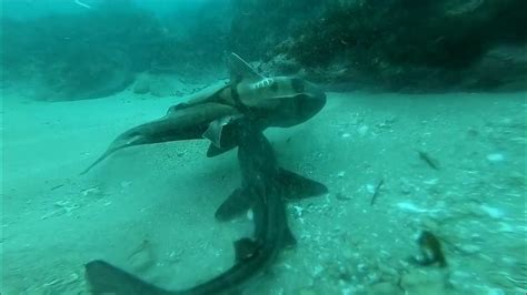 Port Jackson Shark Courtship Ritual Youtube