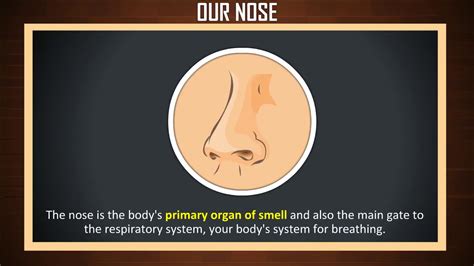 How Our Nose Works How The Nose Works Sense Organ Youtube