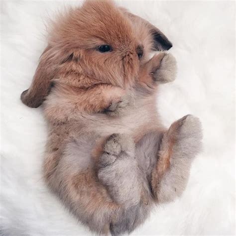 Baby Animal Instagram On Instagram Photo By Dearbunnytoby Cute