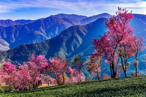 Cherry Blossoms Blooming In Yunnan Cn