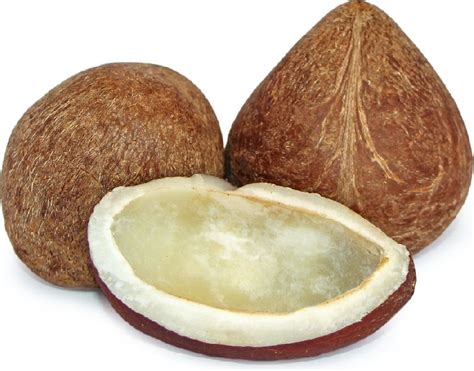 Buy Coconut Copra From Siddhivinayak Enterprises Navi Mumbai India