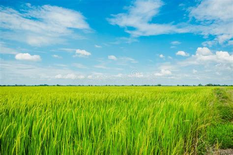 Beautiful View Of Rural Green Rice Field Stock Image Image Of Rice