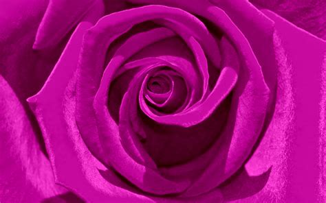 Rose Wide Wallpaper High Definition High Quality Widescreen