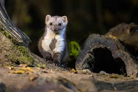 Weasels Information Trutech Wildlife Removal