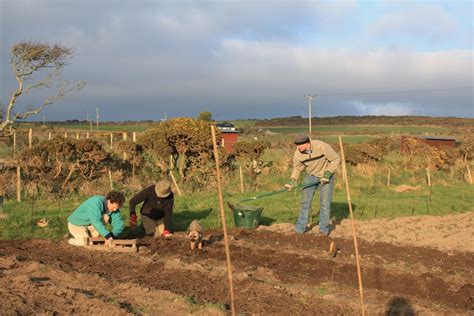 Bosavern Community Farm Potato Planting Week The Photos