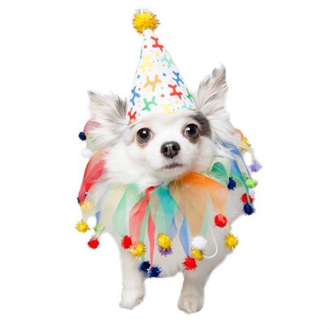 Pet Krewe Birthday Hat And Celebration Collar For Dogs Large Petco