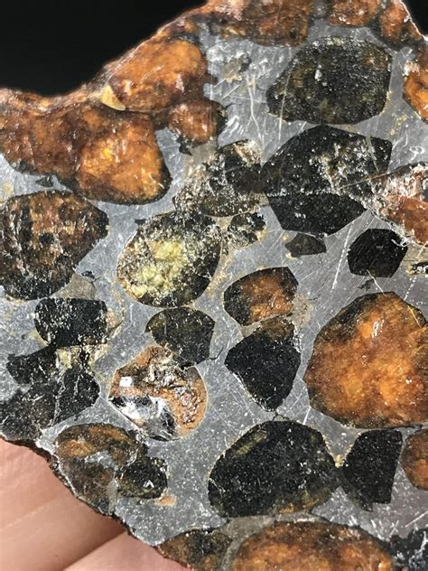 Lot 494 Meteorite Iron Pallasite Easterly Auction Company