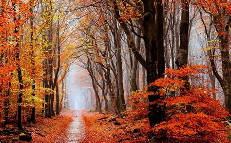 Wallpaper 1230x768 Px Fall Forest Landscape Leaves Mist Nature