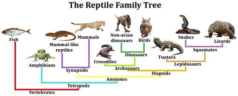 Evolution Of Reptiles Science Amino