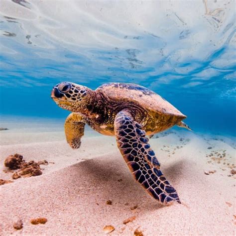 What Do Sea Turtles Eat Animal Info World