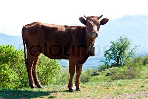 Young Bull Stock Image Colourbox