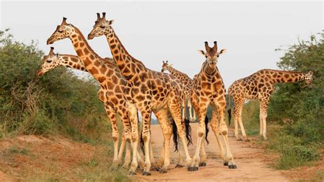 Animal African Giraffe Living In Savannah And Forests From Chad To