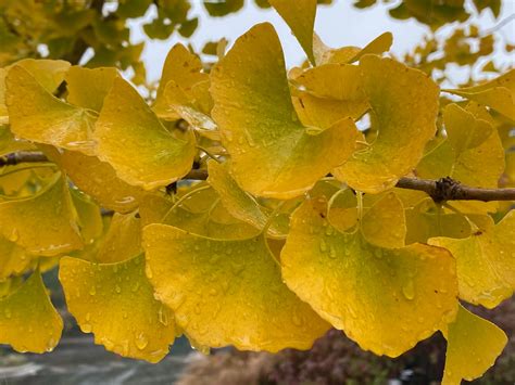 Buy Ginkgo Biloba Autumn Gold Ginkgo Tree Mr Maple │ Buy Japanese