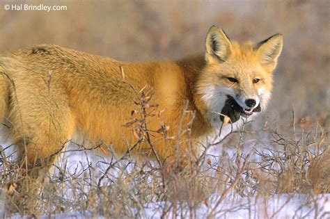 Photo Of The Week Leaping Red Fox