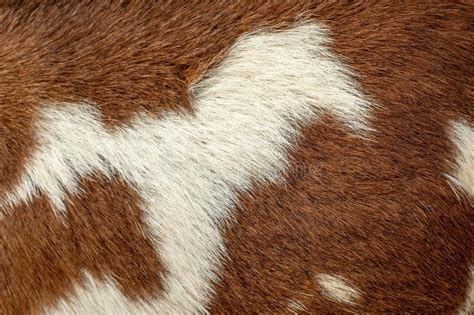 Photo About Hairy Pattern Or Texture Of The Cow Skin Image Of Jersey