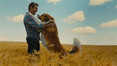 The film might be too emotional for younger kids but most of us will cry a bit and also rejoice at the bond between man in a dog's journey, doggie bailey (voiced again by josh gad) is still enjoying his life on the michigan farm of his boy, ethan (dennis quaid) and. A Dog's Journey review | Movies For Kids