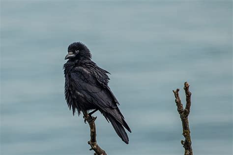Crow Bird Black Branch Hd Wallpaper Peakpx
