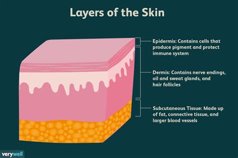 Skin Layers Structure Function Anatomy And More 2022