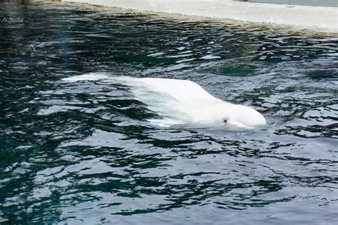 All Albino Animals Albino Beluga Whale White Beluga Whale