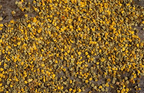 Worker Honey Bee Pollen Pellets Stock Image C0273056 Science