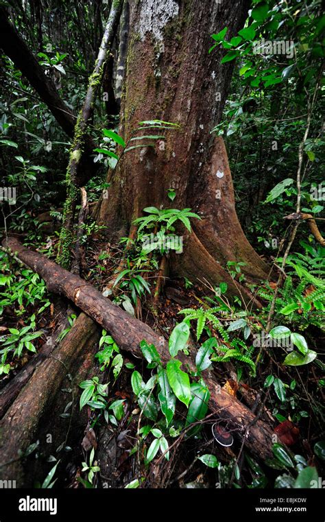 Tropischer Regenwald Sri Lanka Sinharaja Forest National Park