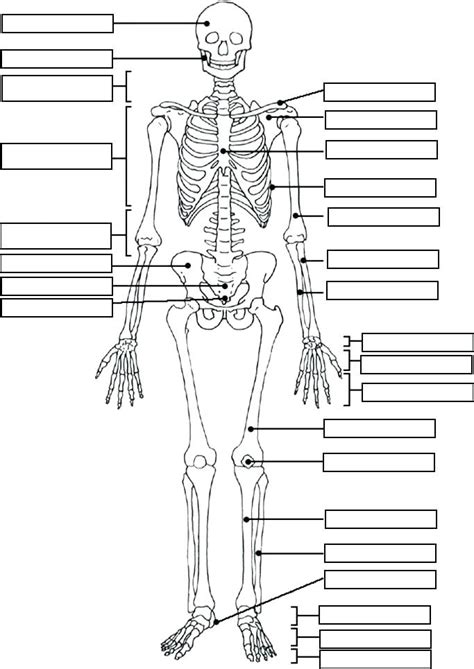 Human Anatomy Coloring Pages Sketch Coloring Page The Best Porn Website